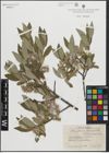 Foto von Salix glauca L. x Salix myrsinites L.